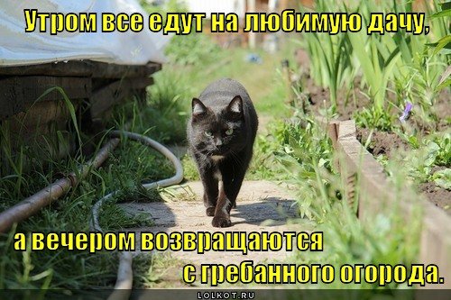 Приколы про огород и дачу