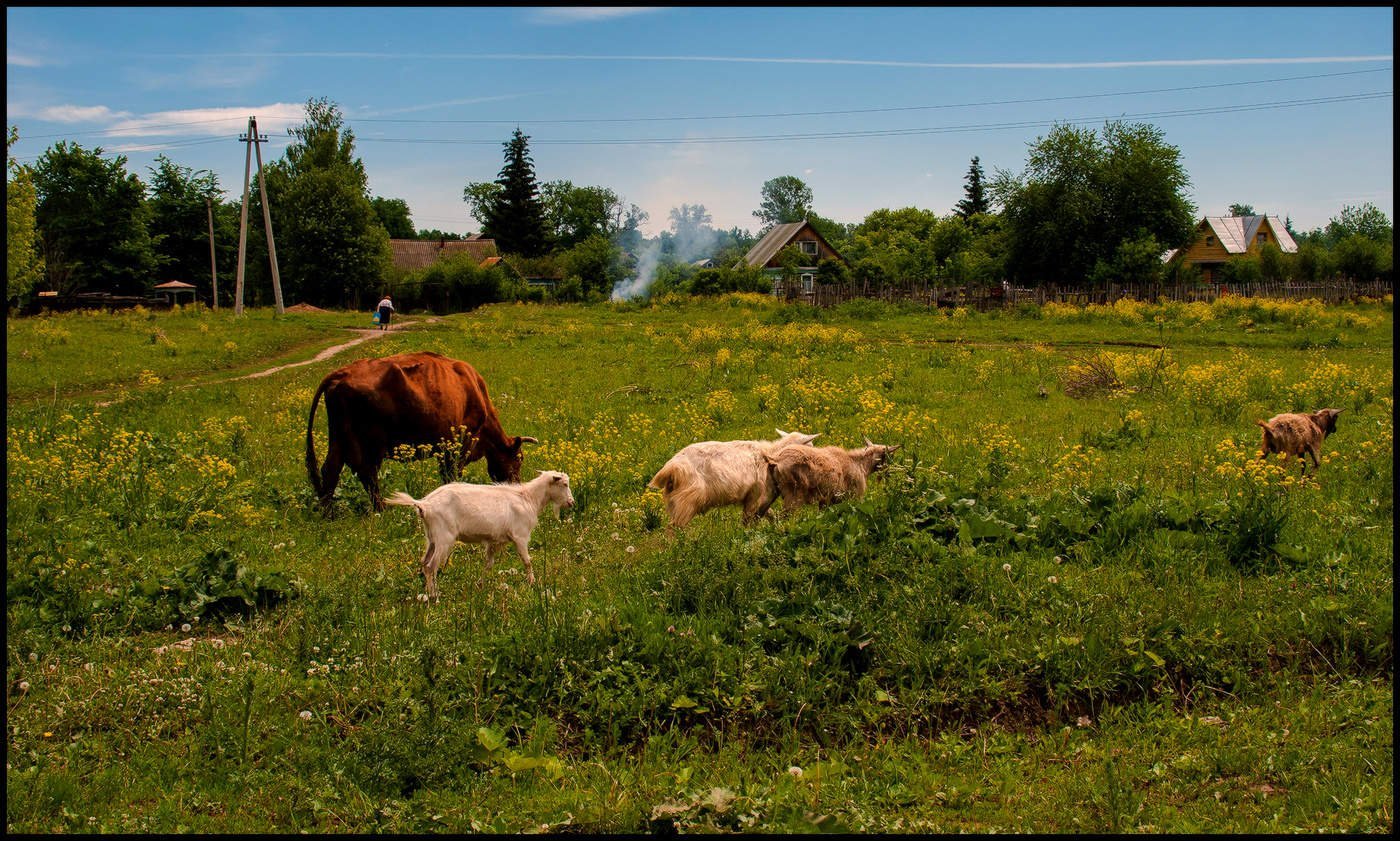 Начать жизнь в деревне. Животные в деревне. Коровы в деревне. Лето в деревне. Деревенский пейзаж с коровами.