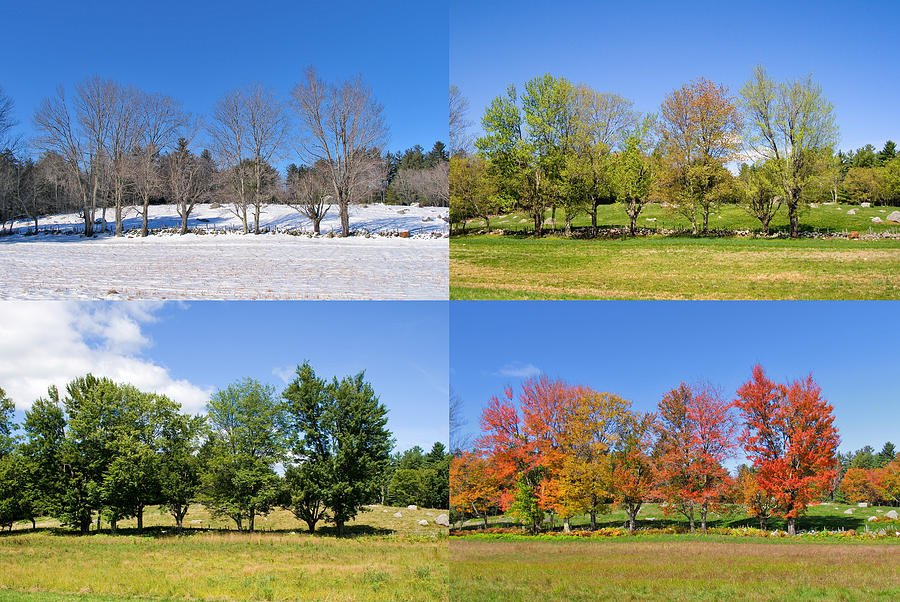 Сезонные изменения видео. Пейзаж по временам года. Пейзаж в Разное время года. Дерево в разные времена года. Пейзажи всех времен года.