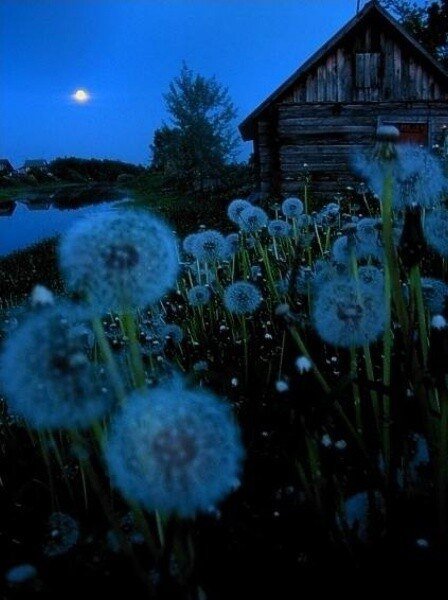 Красивая летняя ночь