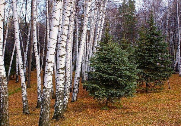 Тайга Кемеровская область лес