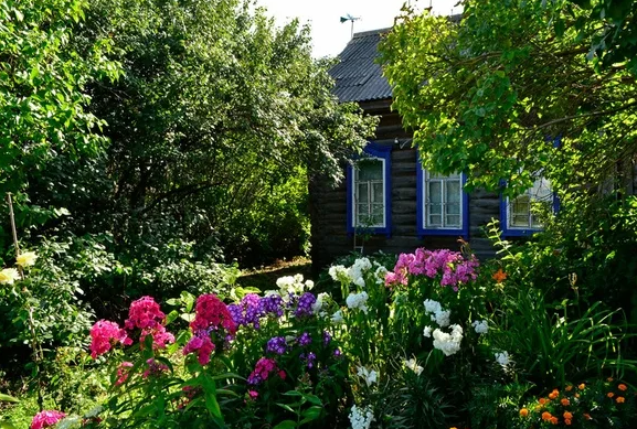 Палисад рябина деревня