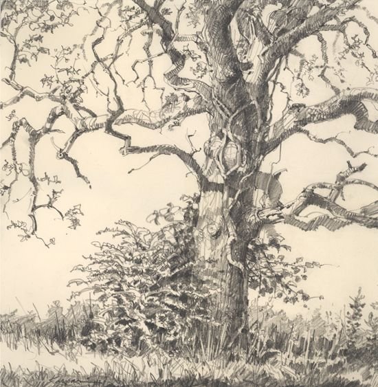 Шишкин Иван Иванович «дубы», рисунок пером