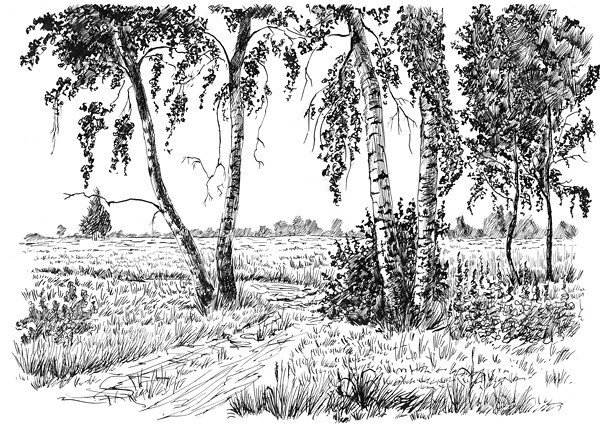 Набросок березы Графика