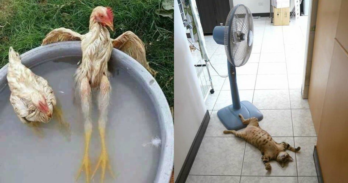 И ты словно мокрая курица шагаешь. Смешная курица. Приколы о жаре. Курица в жару. Очень жарко животные.