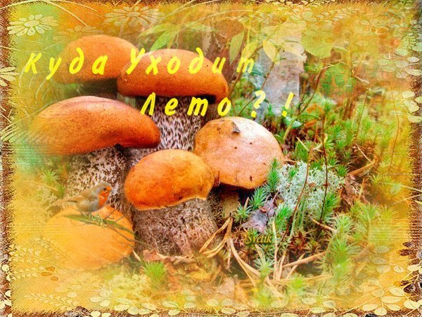 Открытки уходящего лета