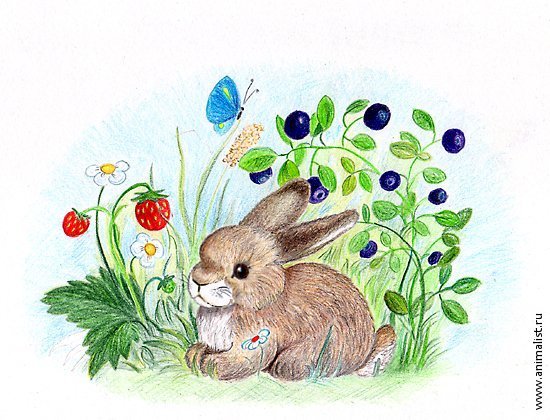 Зайка цветными карандашами