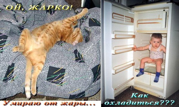 Приколы девушки и животные