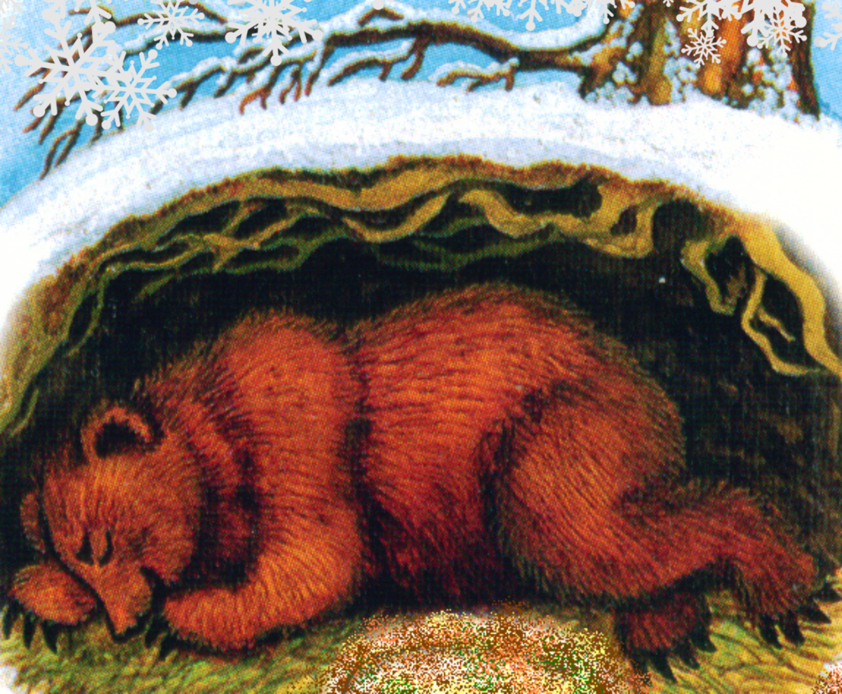 Еж зимой и летом. Медведь в берлоге зима для детей. Берлогемедведьв берлоге. Ушинский в берлоге. Бурый медведь зимой в берлоге.