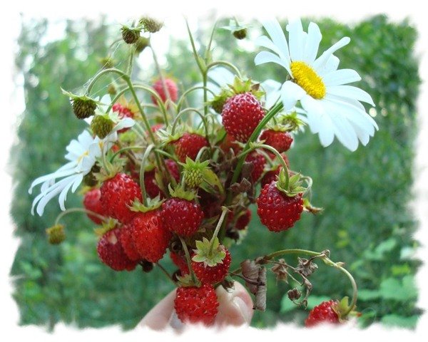 Полевые цветы и ягоды