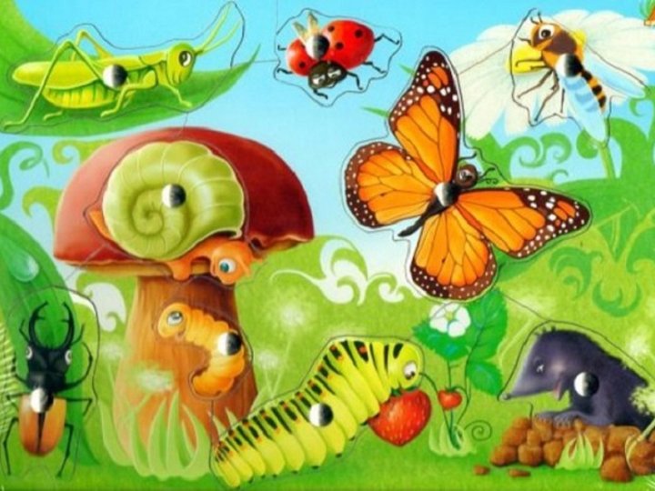 Насекомые тема детского сада. Сказочные насекомые. Насекомые для дошкольников. Мир насекомых для детей. Детям о насекомых в детском саду.