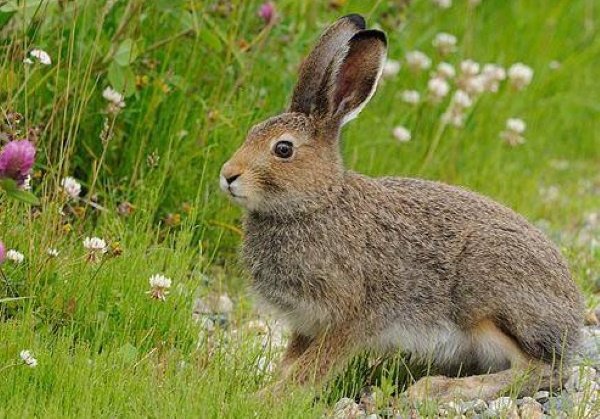 Заяц фото рисунок