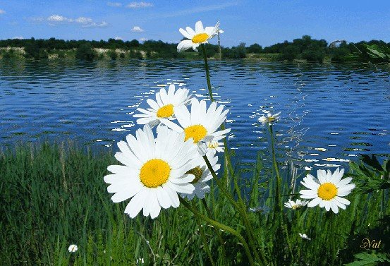 Ромашки в воде