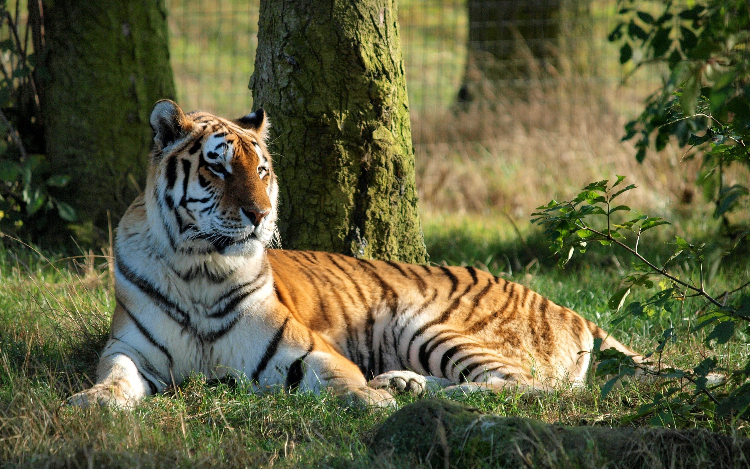 Красивый тигр: подборка картинок