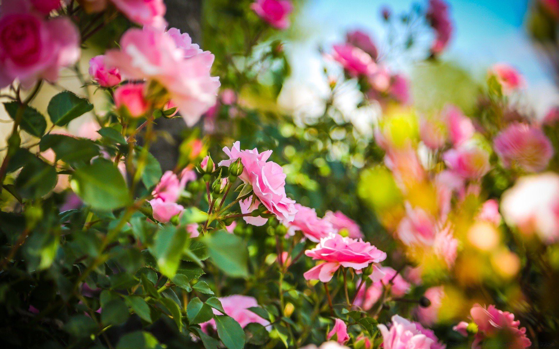 Какие розы цветут всю лета. Розы кустовые садовые. Розовые цветы. Розовые розы в саду. Лето цветы.