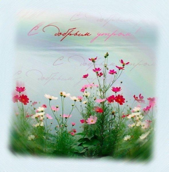 Доброе утро вторника ромашки