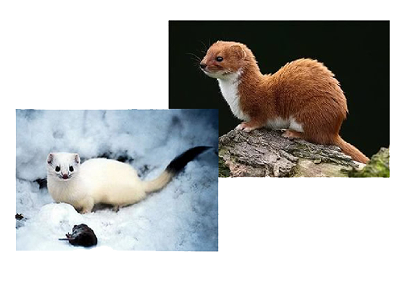 Ласка зимой и летом