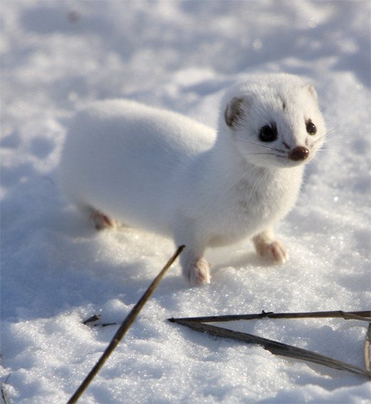 Баргузинский заповедник горностай