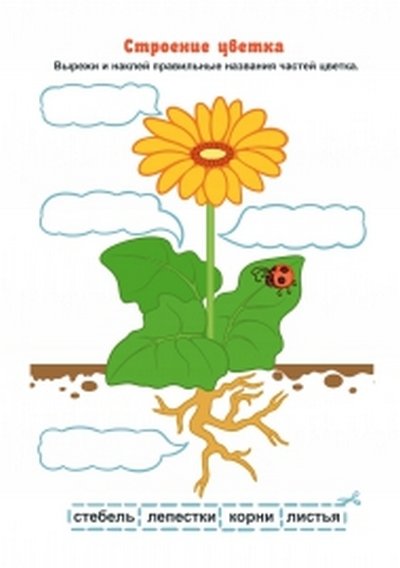 1 Тип слоговой структуры Сова