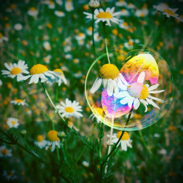 Радужные ромашки