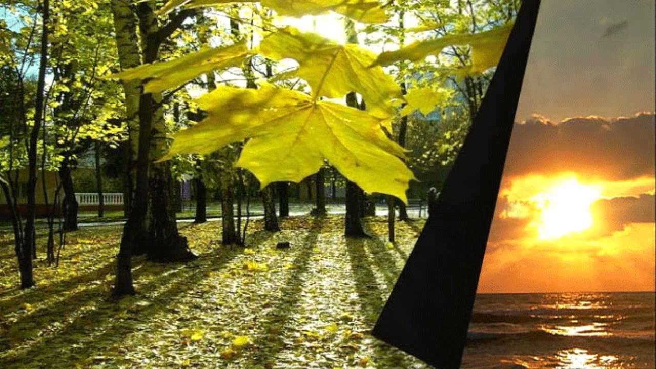 Кончилось фото. Солнечные лучи сквозь листву. Лето осень. Анимация природа. Осенняя летняя.
