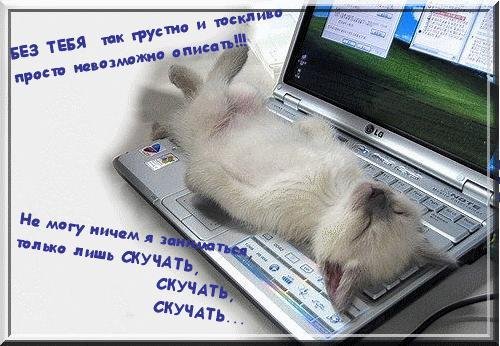 Скучающий котенок