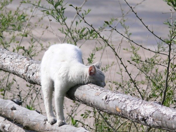 Кот на бревне