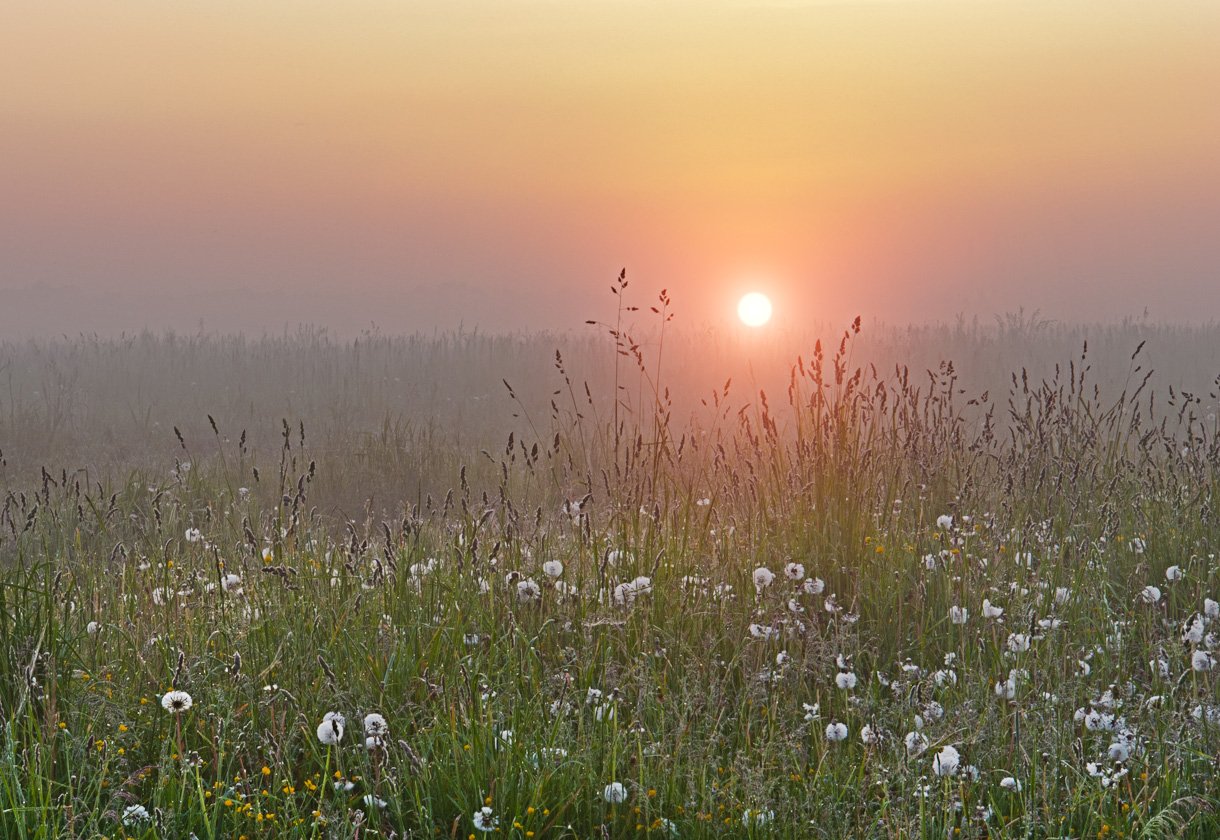 Пелена трава. Ранний летний рассвет. Раннее летнее утро. Июньский рассвет. Раннее утро рассвет.