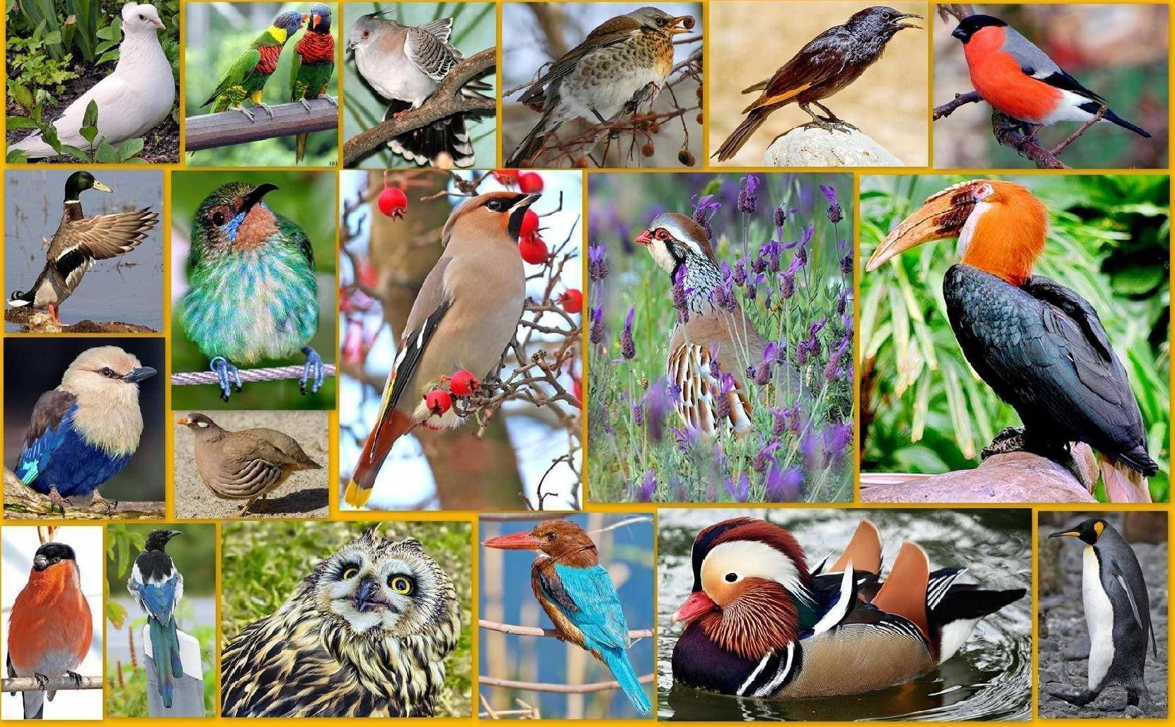 Название птиц много. Разнообразие птиц. Видовое разнообразие птиц. Дикие птицы. Птицы многообразие видов.