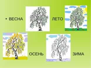 Береза осенью зимой весной