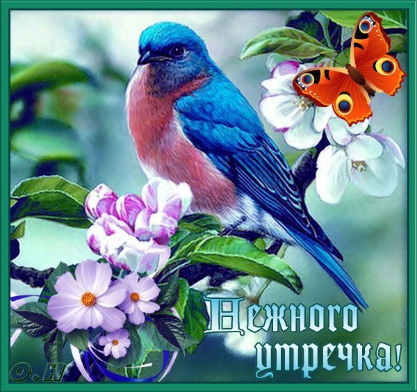 Птицы летом