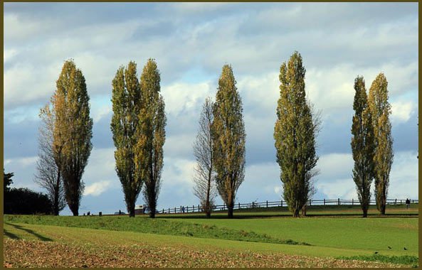 Тополь Башкирский пирамидальный