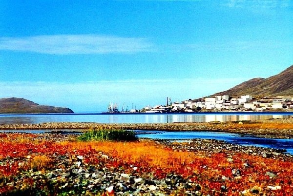 Чукотка тундра цветет