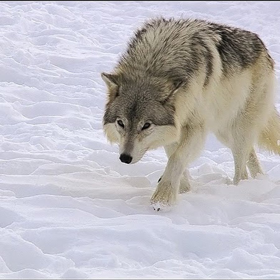 Волк годы жизни. Волк зимой. Волк готовится к зиме. Волк зимой и летом. Волк зимой для детей.
