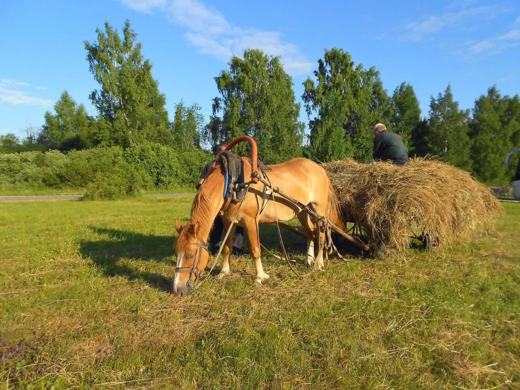 Село лошадка. Лошади в селе. Повозка с лошадью в деревне. Конь в деревне. Сенокос лошадь.