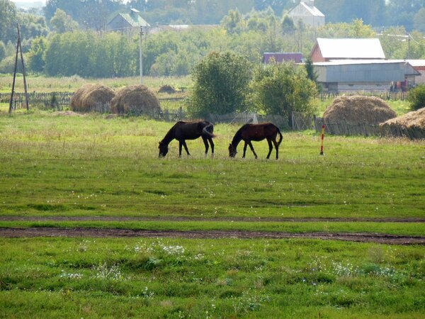 Деревенский пейзаж с лошадьми