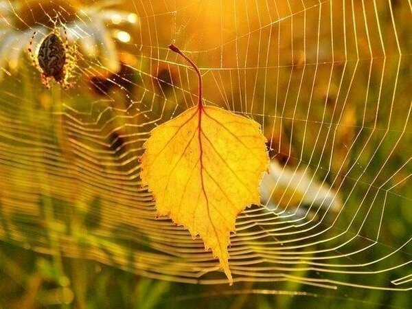 Бабье лето паутинки