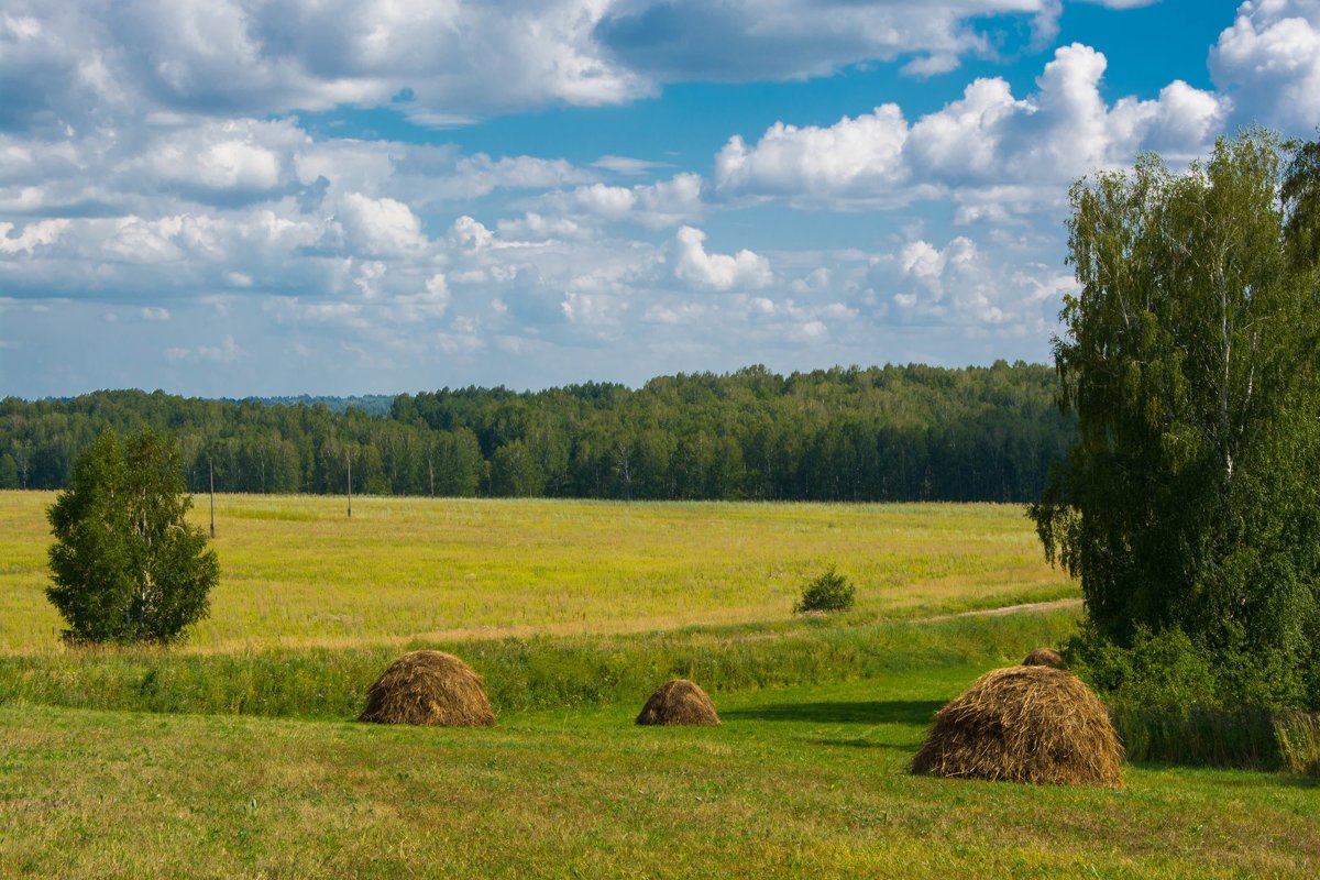 Три стога сена. Деревня поле сенокос. Сенная копна. Лето в деревне сенокос. Сычевка Алтайский край сенокос.