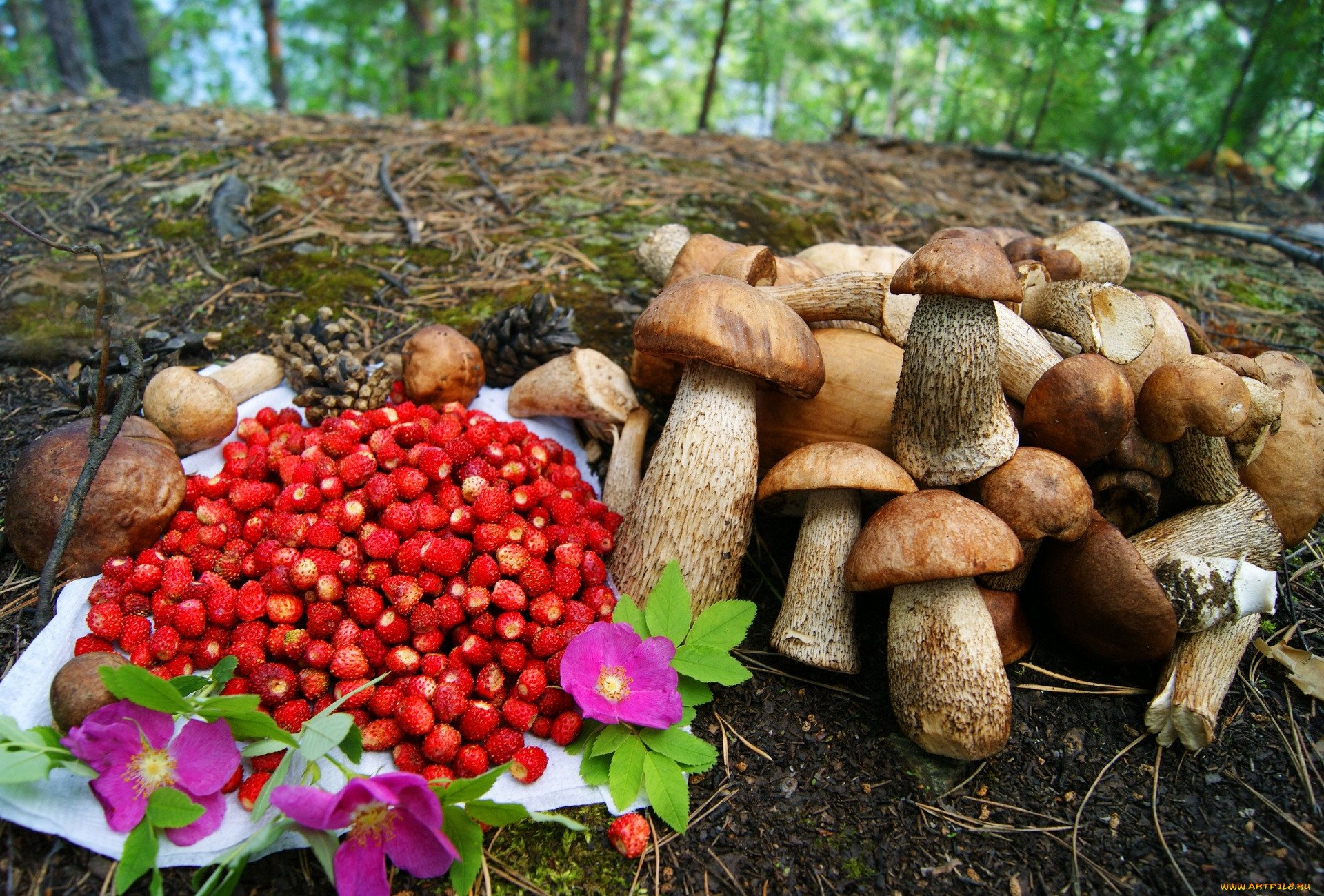 Сбор грибов в россии. Грибы и ягоды. Лес грибы ягоды. Дары леса. Лесные дары: грибы ягоды.
