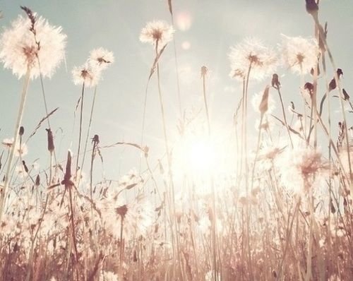 Одуванчики в пастельных тонах