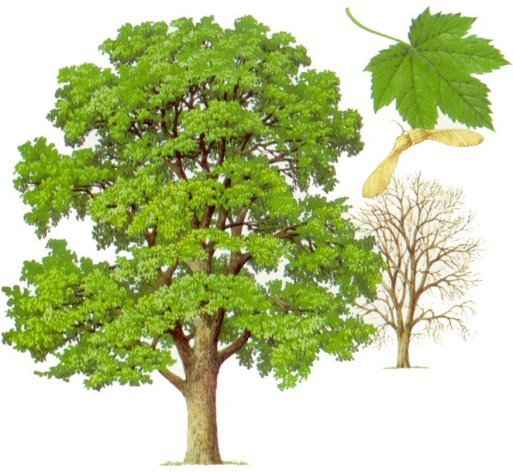 Кленовое дерево для детей