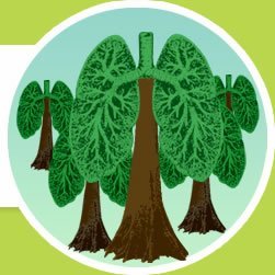 Растения легкие земли