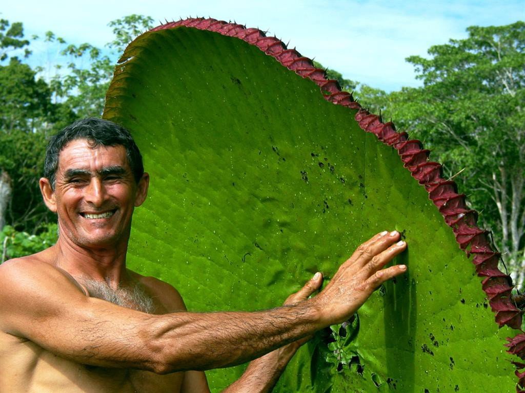 Самого 1 человека на планете. Самое большое растение. Самый большой лист. Самые большие растения в мире. Самое большое растение в мире.