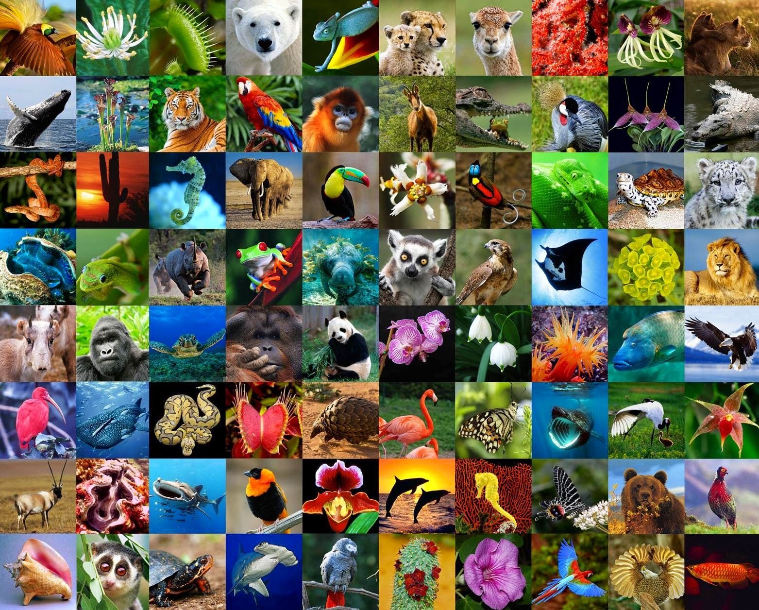 Разнообразие Флоры и фауны. Биологическое разнообразие. Биоразнообразие животных. Планета животных. Our endangered planet