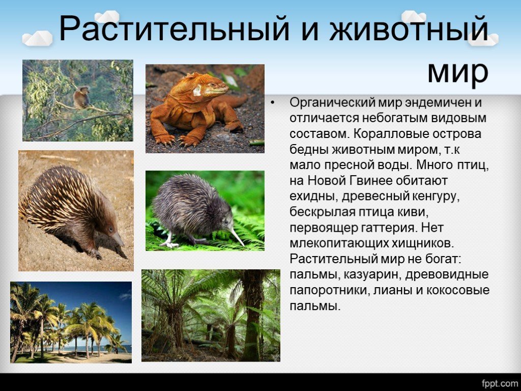 Органический мир примеры. Растительный и животный мир Океании. Растительный мир Океании презентация. Животные Океании. Животные Океании с названиями.