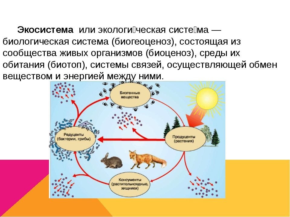 Энергия внутри экосистемы переносится в виде. Круговорот веществ в биогеоценозе. Экосистемы биология 11 класс. Взаимосвязи в экосистеме. Экосистема это в экологии.