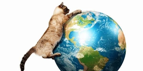 Планета земля котик