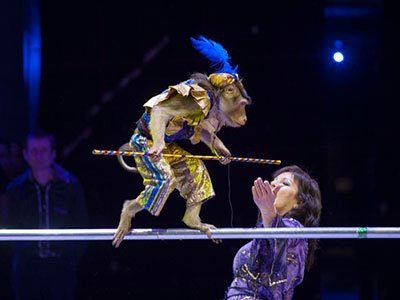 Тула цирк 2021