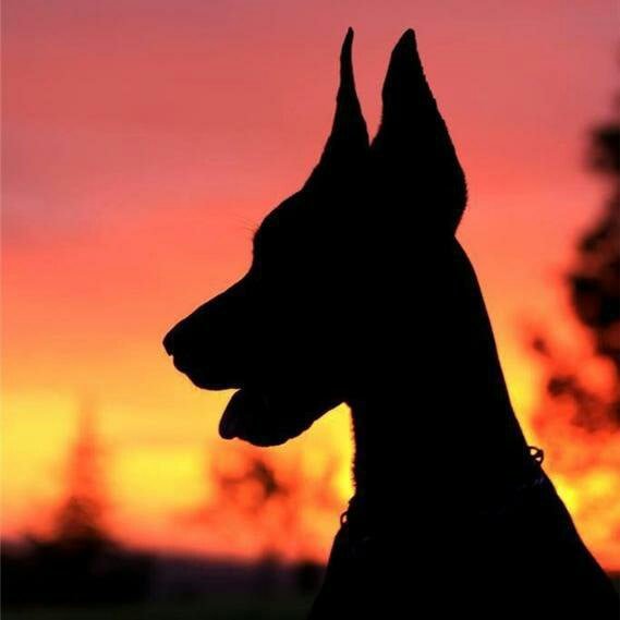 Эстетика собак Доберманы