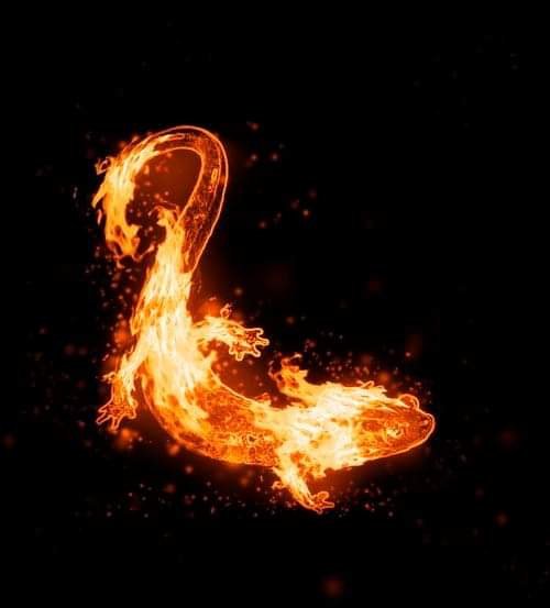 Саламандра в огне